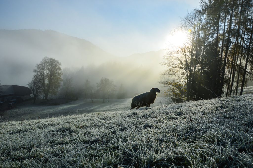 Winterschaf