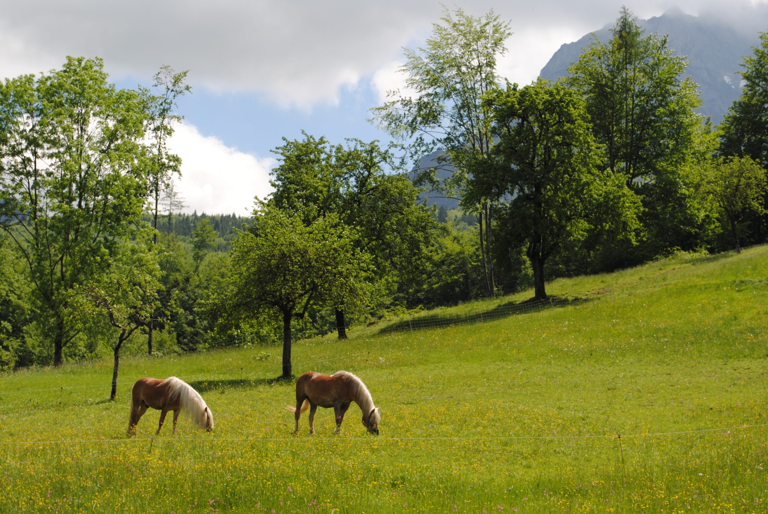 Pferde beim Weiden