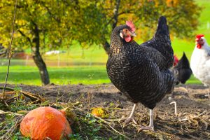 Hühner im Garten