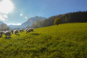Schafe beim Weiden 2