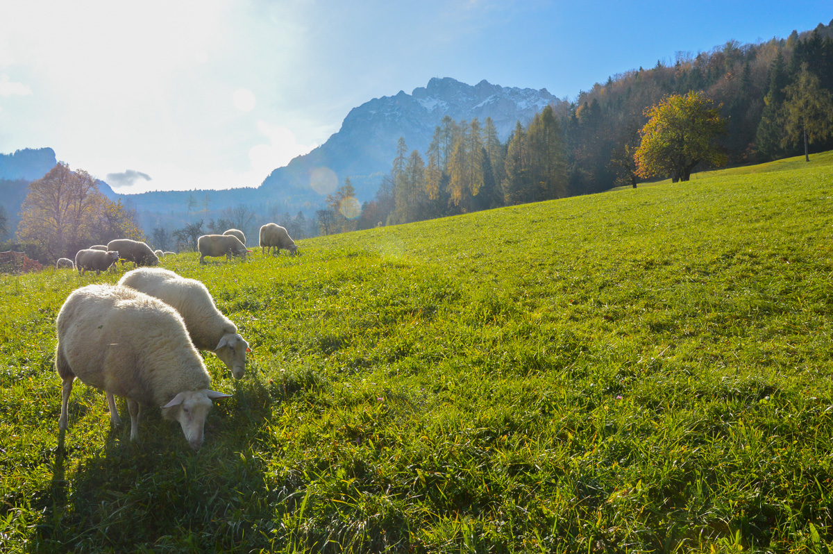 Schafe beim Weiden