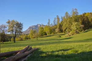 Weide im Sommer Holz